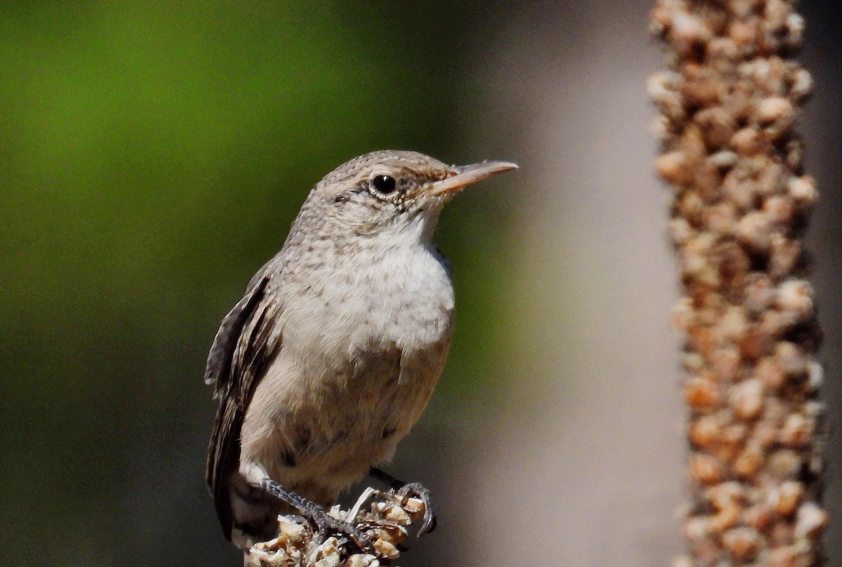 Rock Wren - Charles Hundertmark