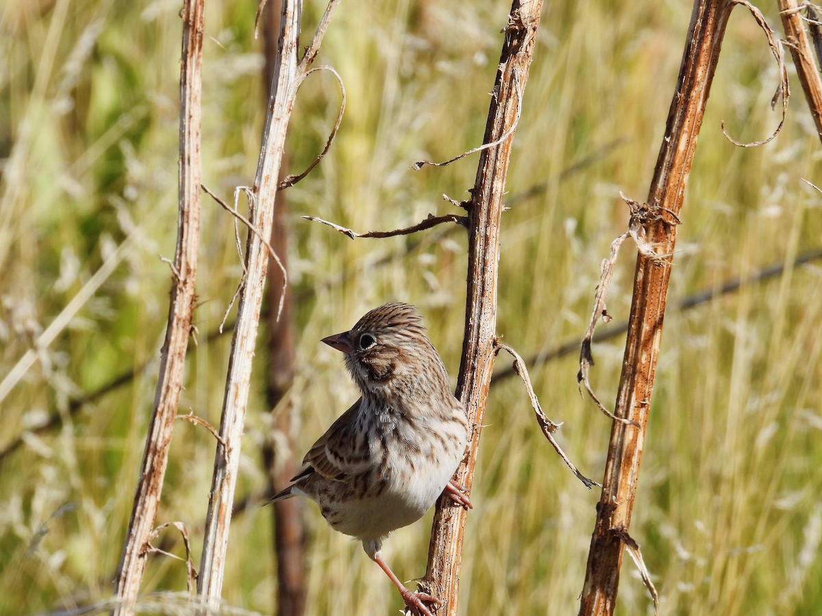Vesper Sparrow - Charles Hundertmark