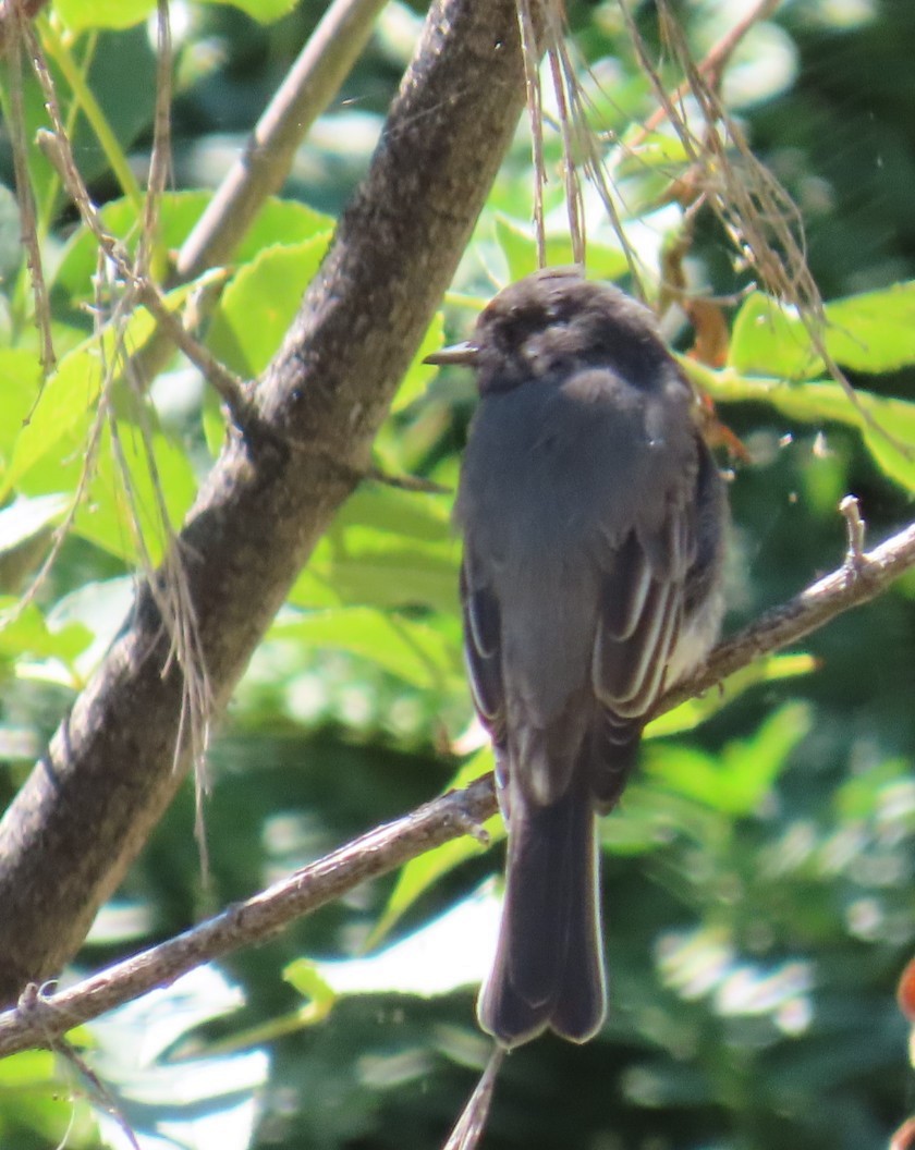 Black Phoebe - ML608834052