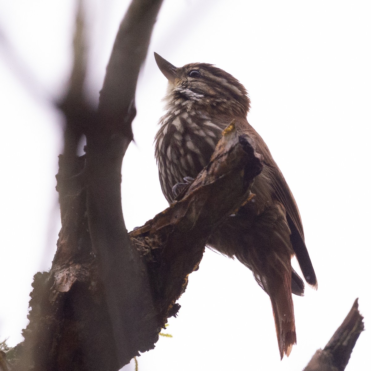 Streaked Xenops - ML608834057