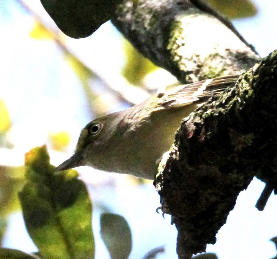 Ak Gözlü Vireo - ML608834121