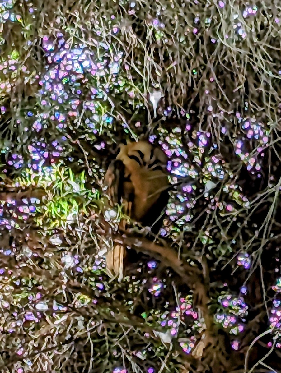 Barn Owl - ML608834211