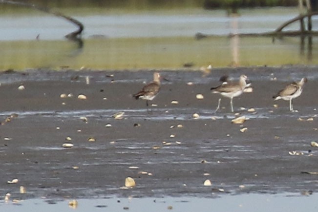 Hudsonian Godwit - ML608834287