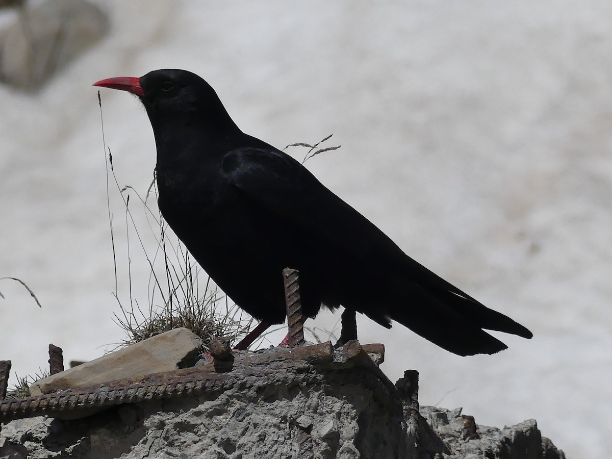 Red-billed Chough - ML608834320