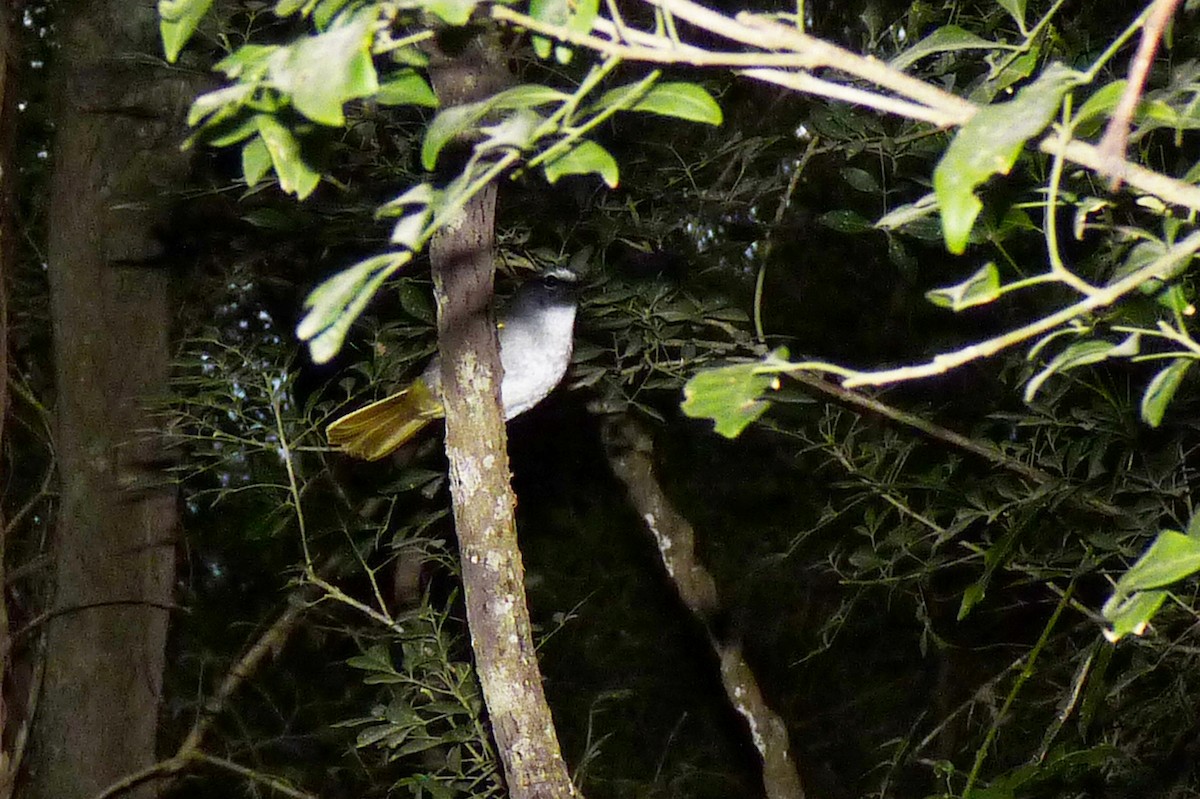 White-browed Warbler - Michelle  Delaloye