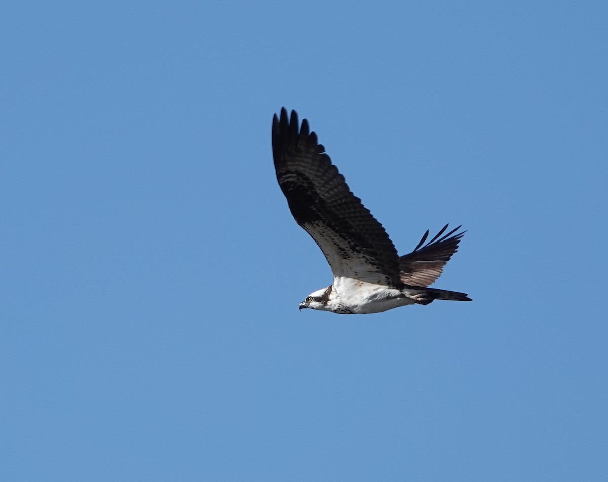 Balbuzard pêcheur - ML608834413