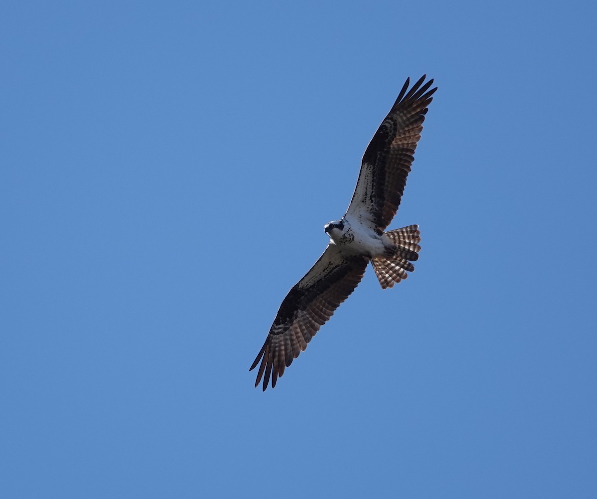 Balbuzard pêcheur - ML608834428