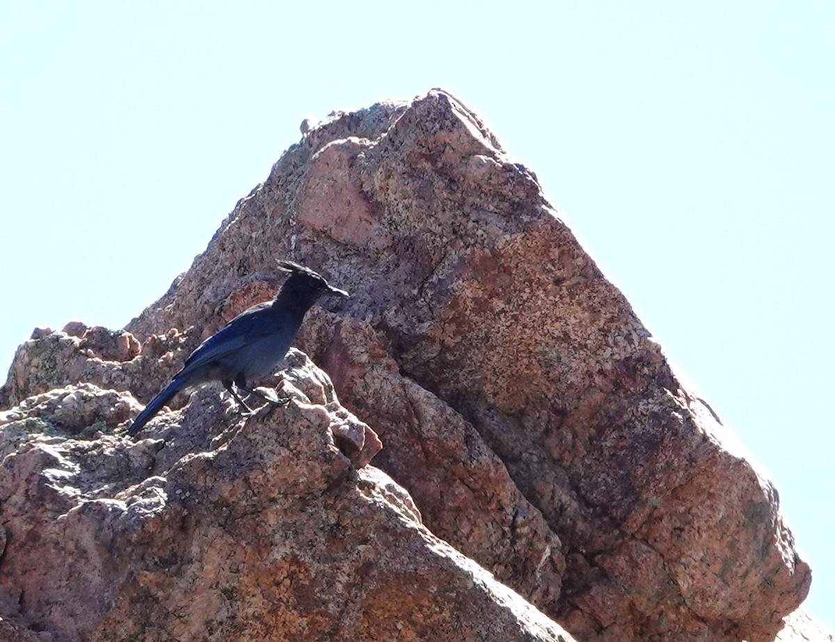 Steller's Jay (Southwest Interior) - Rene Laubach