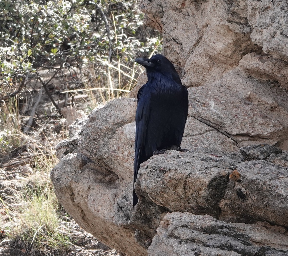 Common Raven - ML608834458