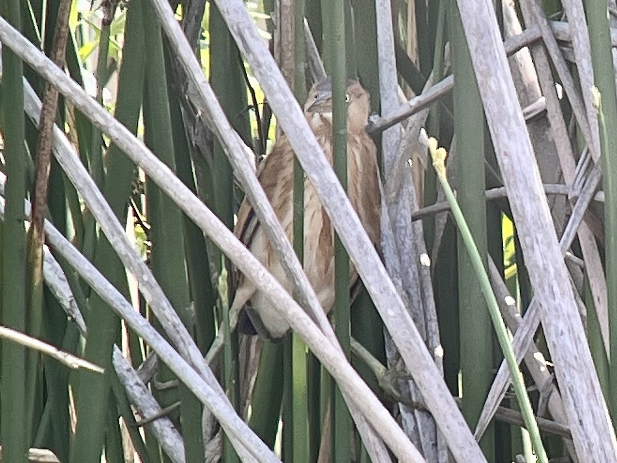 Least Bittern - ML608834472