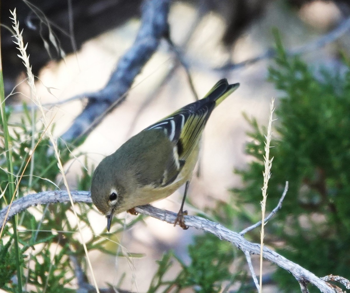 Ruby-crowned Kinglet - ML608834489