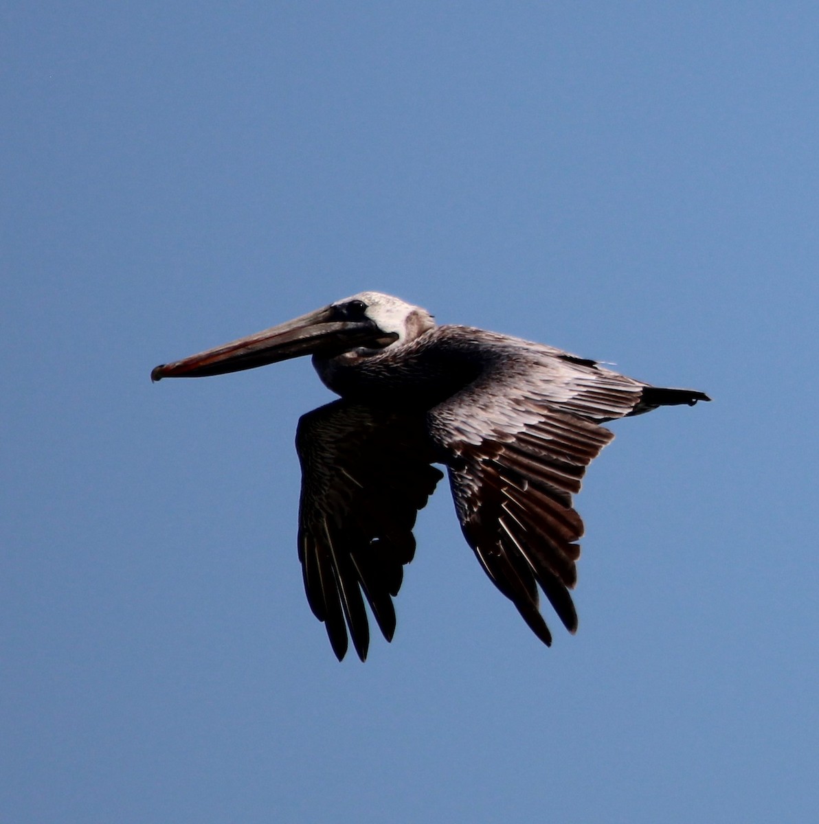Brown Pelican - NE Ohio Duck Tracker - JUDY   ( ')>