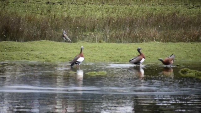 Cauquén Cabecigrís - ML608834517