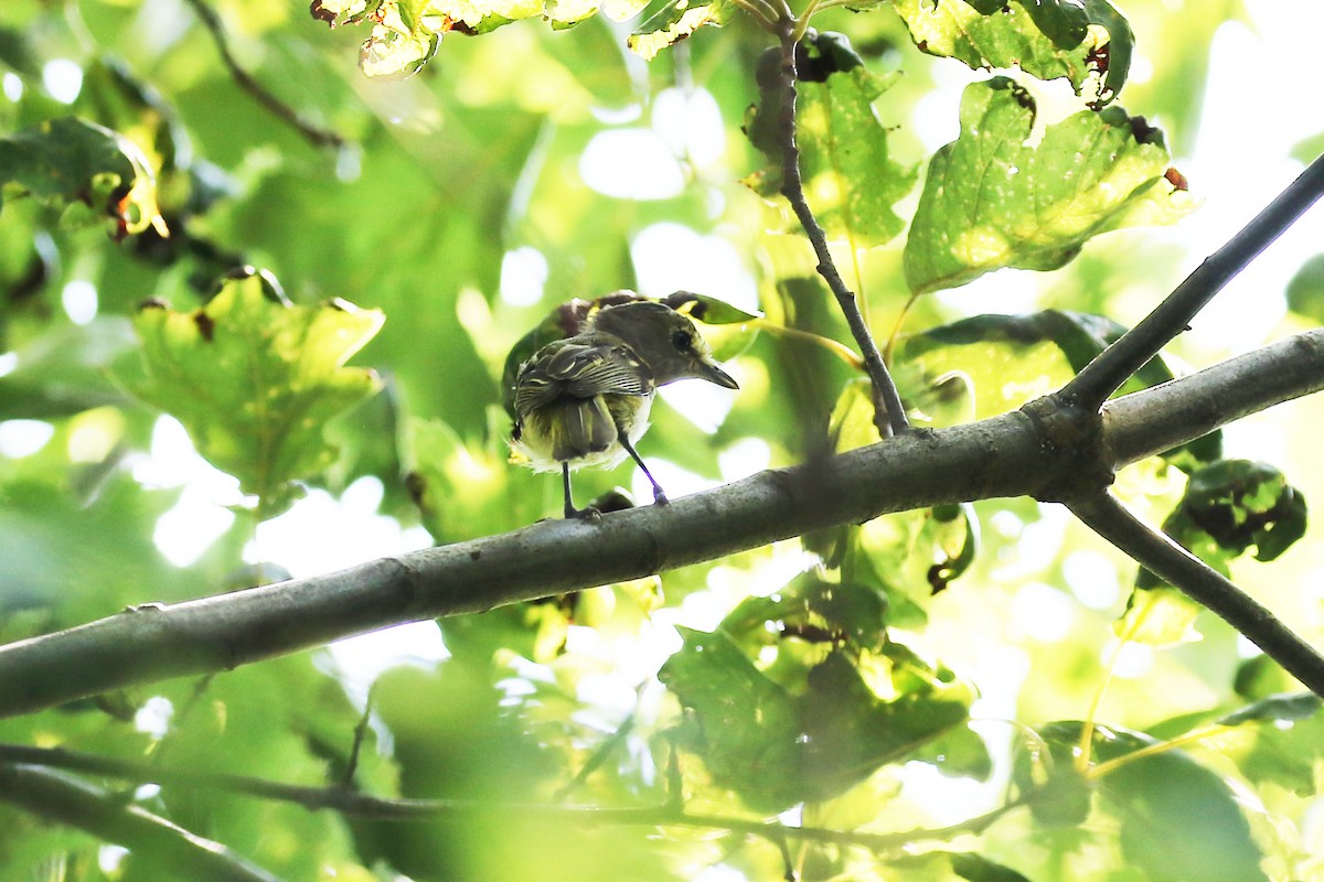 White-eyed Vireo - Kyle Gage