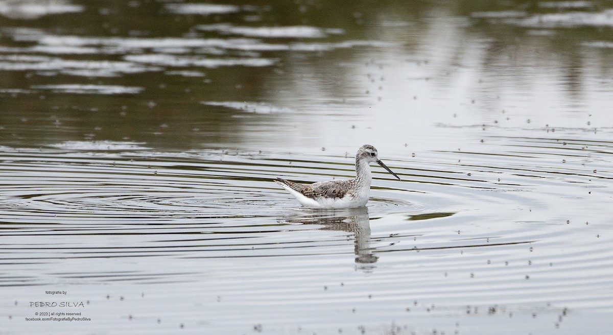 Marsh Sandpiper - ML608834599