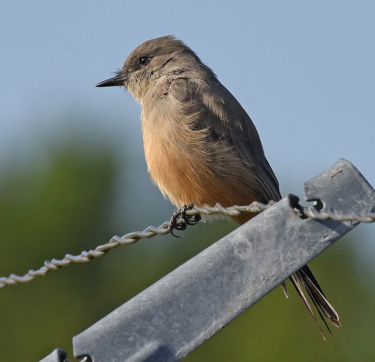 Say's Phoebe - ML608834642