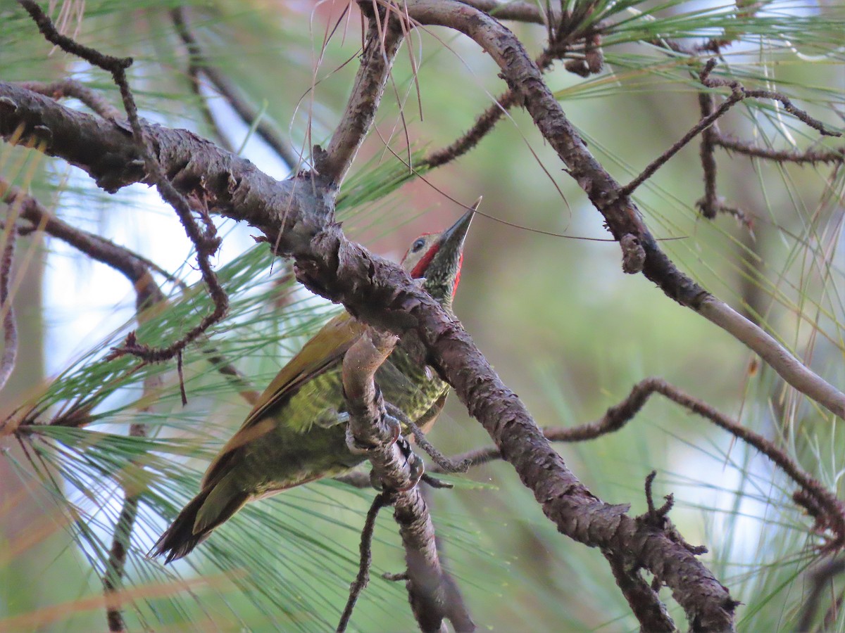 Golden-olive Woodpecker - ML608834665