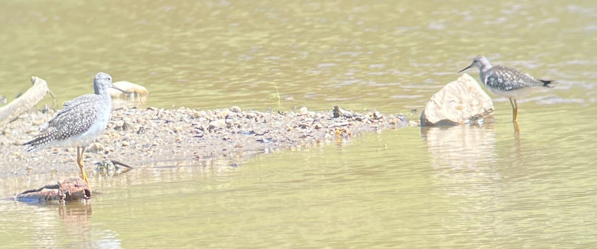 Greater Yellowlegs - ML608834671