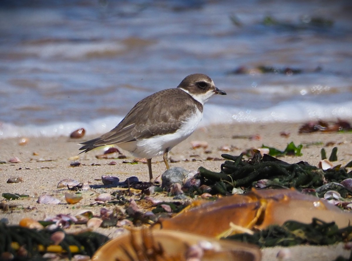 Semipalmated Plover - ML608834716