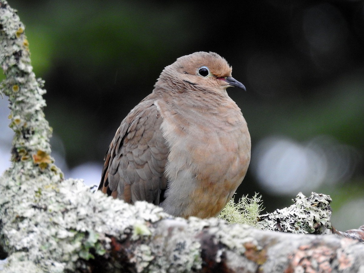 Mourning Dove - ML608834880