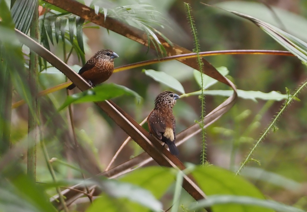 White-spotted Munia - ML608834987