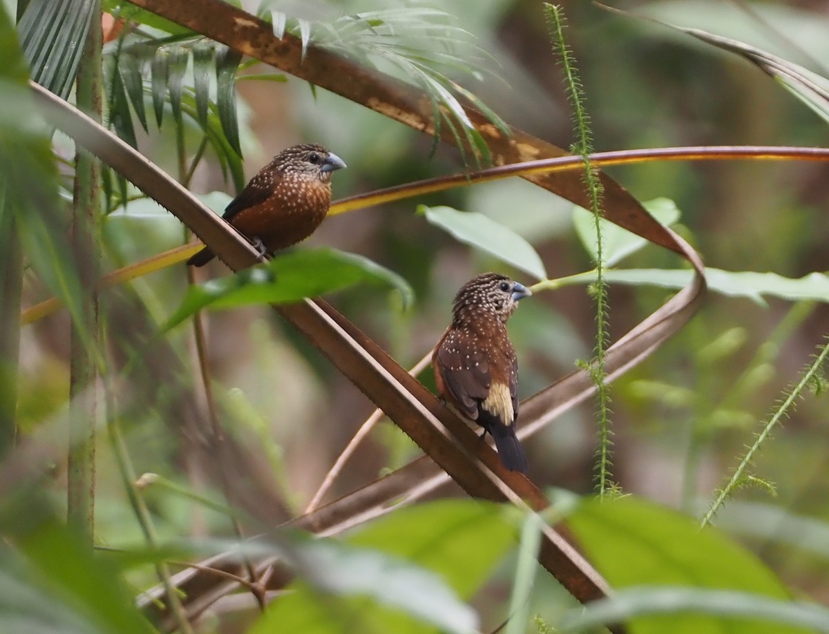 White-spotted Munia - ML608834995