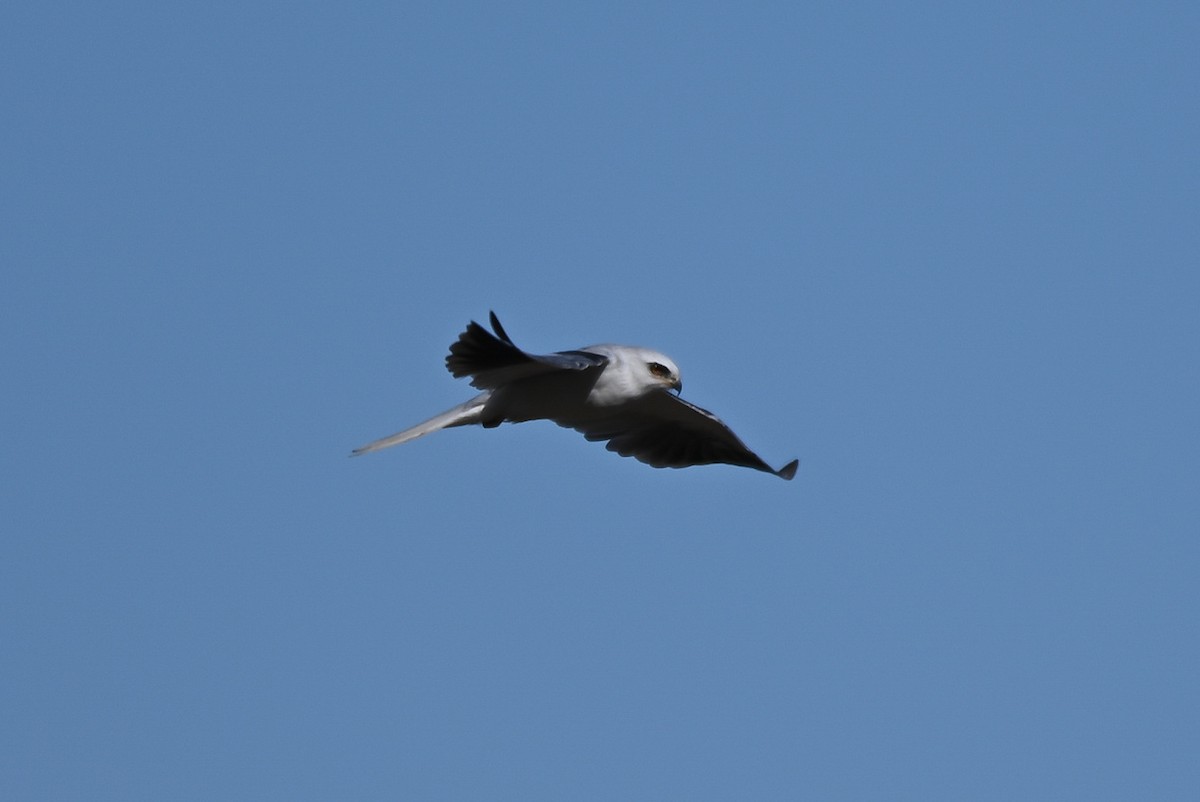 White-tailed Kite - ML608835003