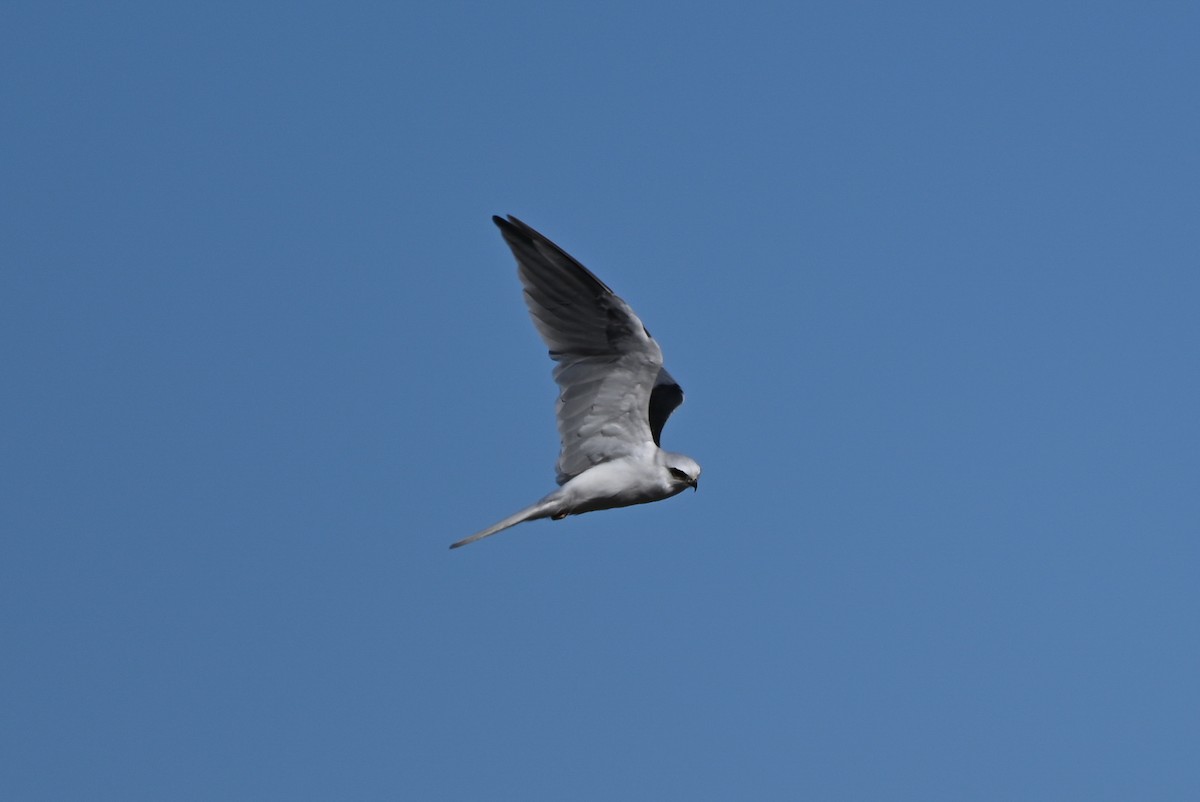 White-tailed Kite - ML608835004