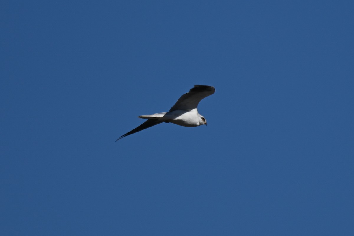 White-tailed Kite - ML608835006