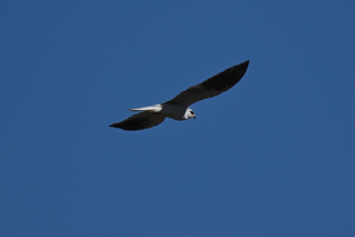 White-tailed Kite - ML608835007