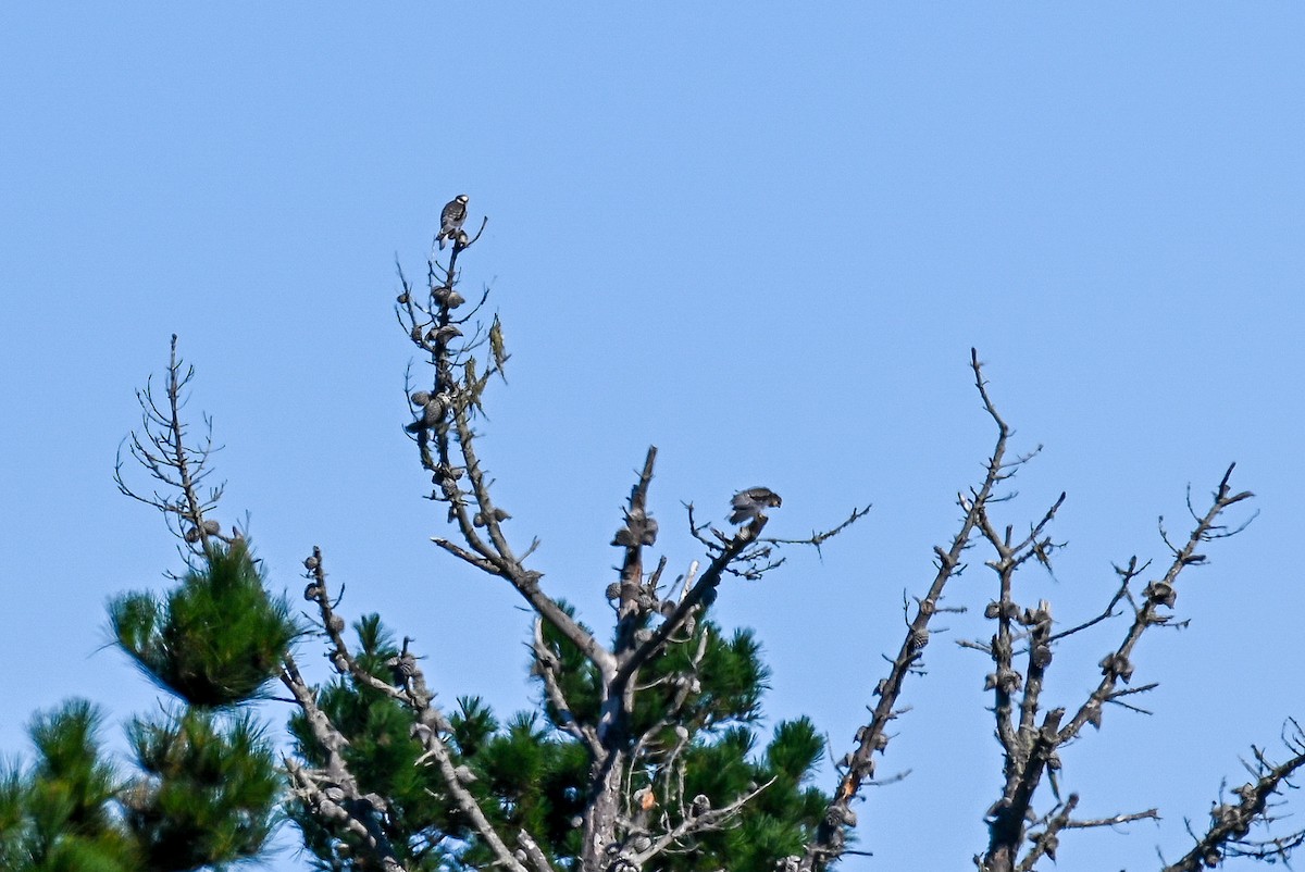 White-tailed Kite - Patty Masten