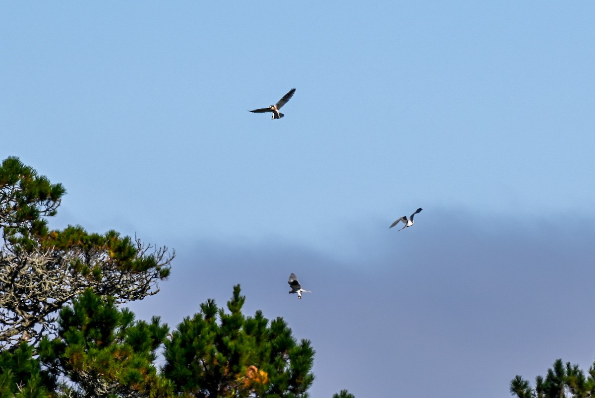 White-tailed Kite - ML608835011