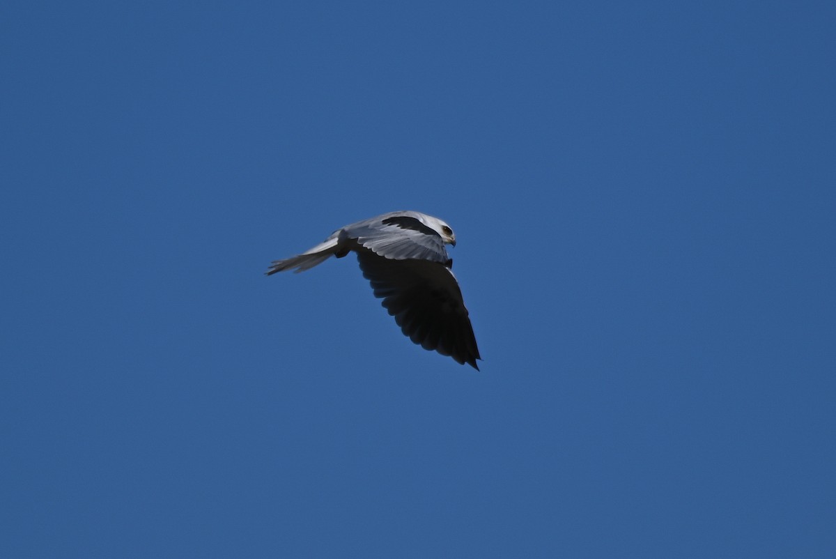 White-tailed Kite - ML608835012