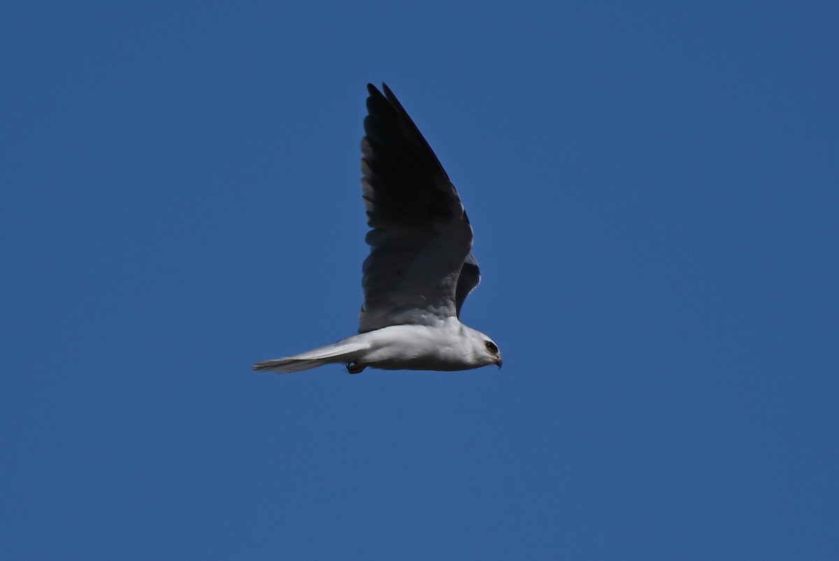 White-tailed Kite - ML608835013