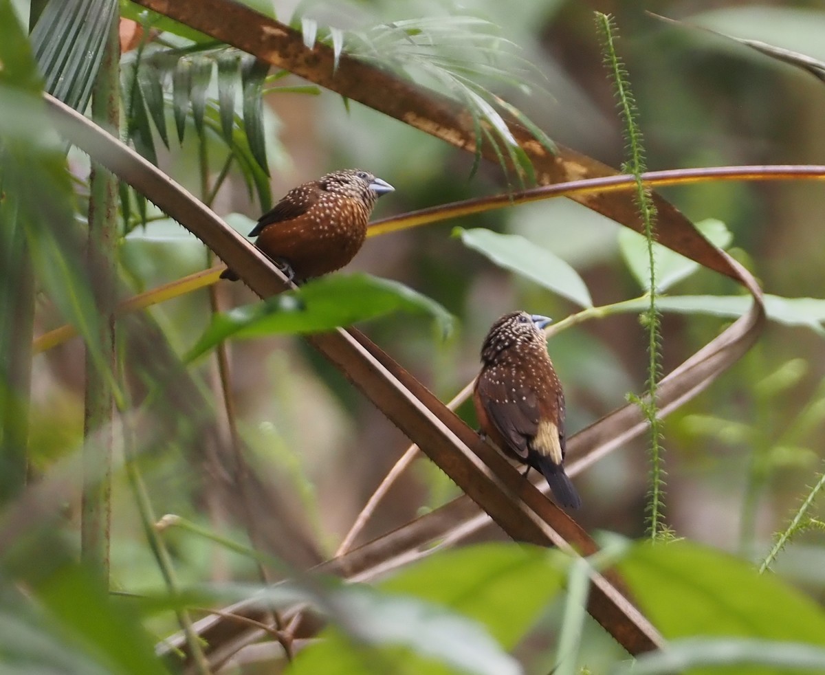 White-spotted Munia - ML608835020