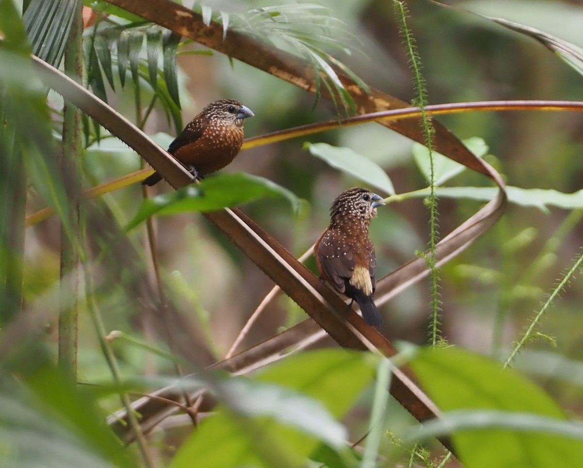 White-spotted Munia - ML608835056