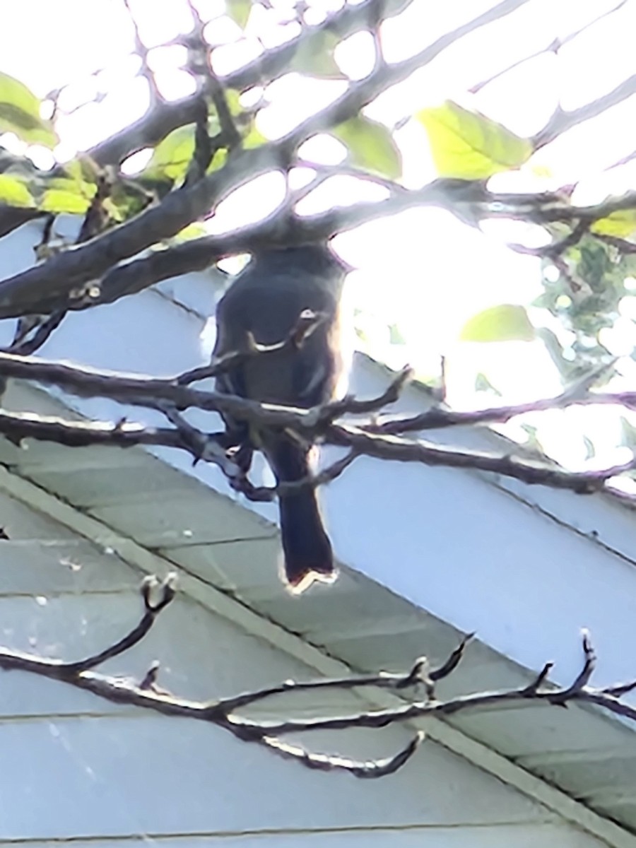 Eastern Wood-Pewee - ML608835157