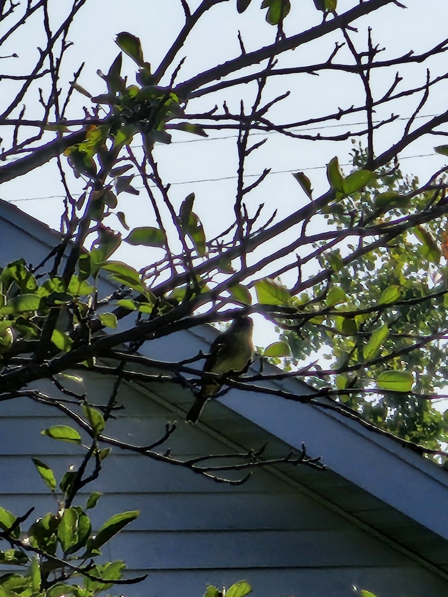 Eastern Wood-Pewee - ML608835158