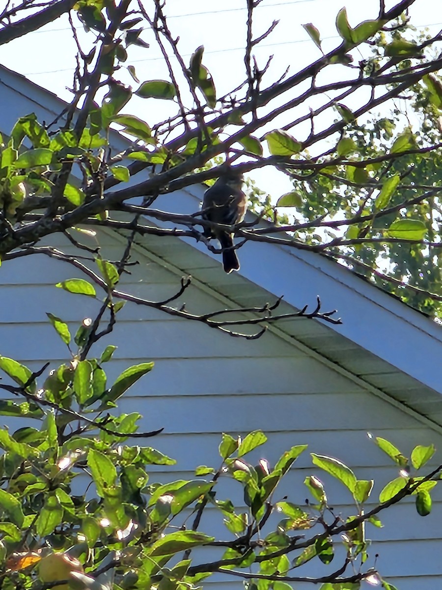 Eastern Wood-Pewee - ML608835159