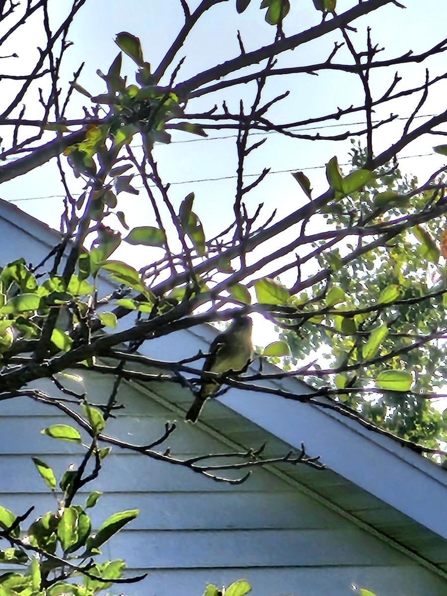 tyranovec východní - ML608835160