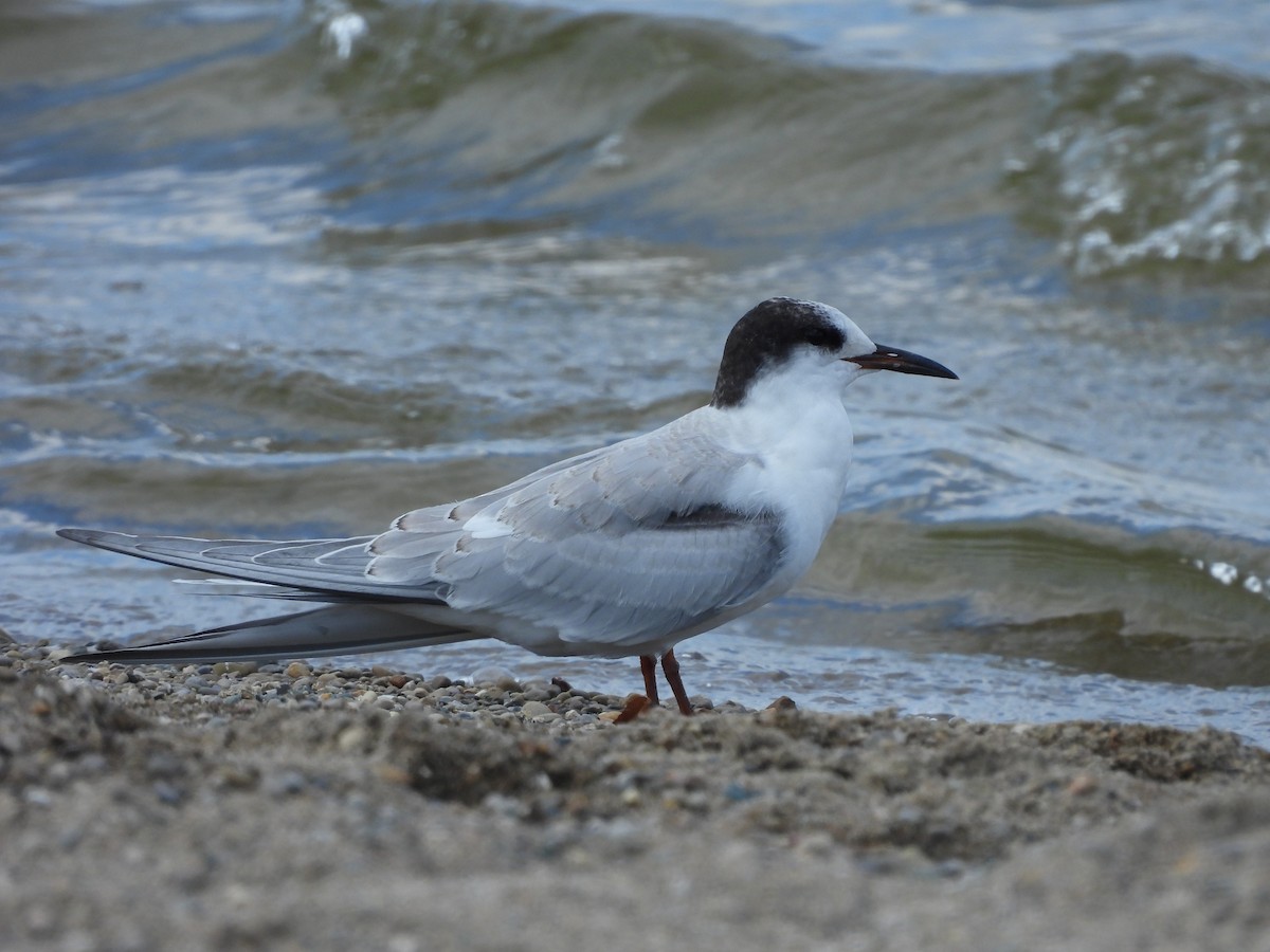Common Tern - Fannie Courtier
