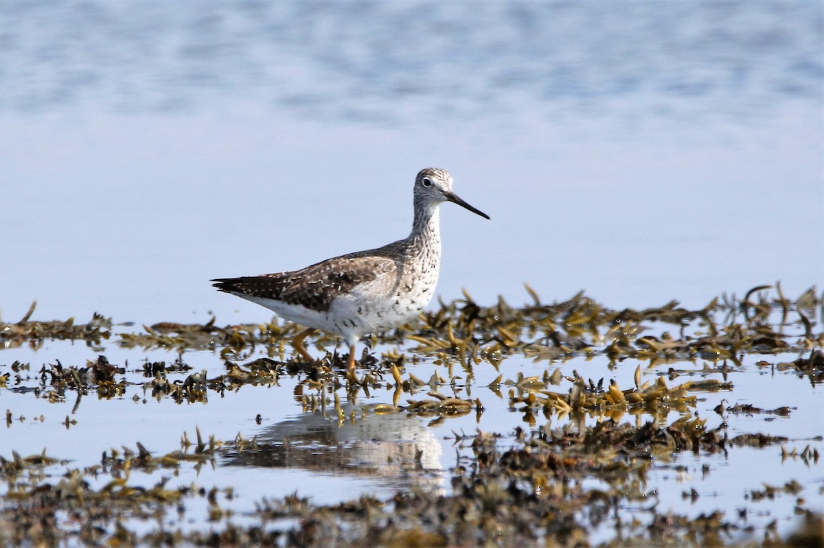 Greater Yellowlegs - Marie-Josee D'Amour