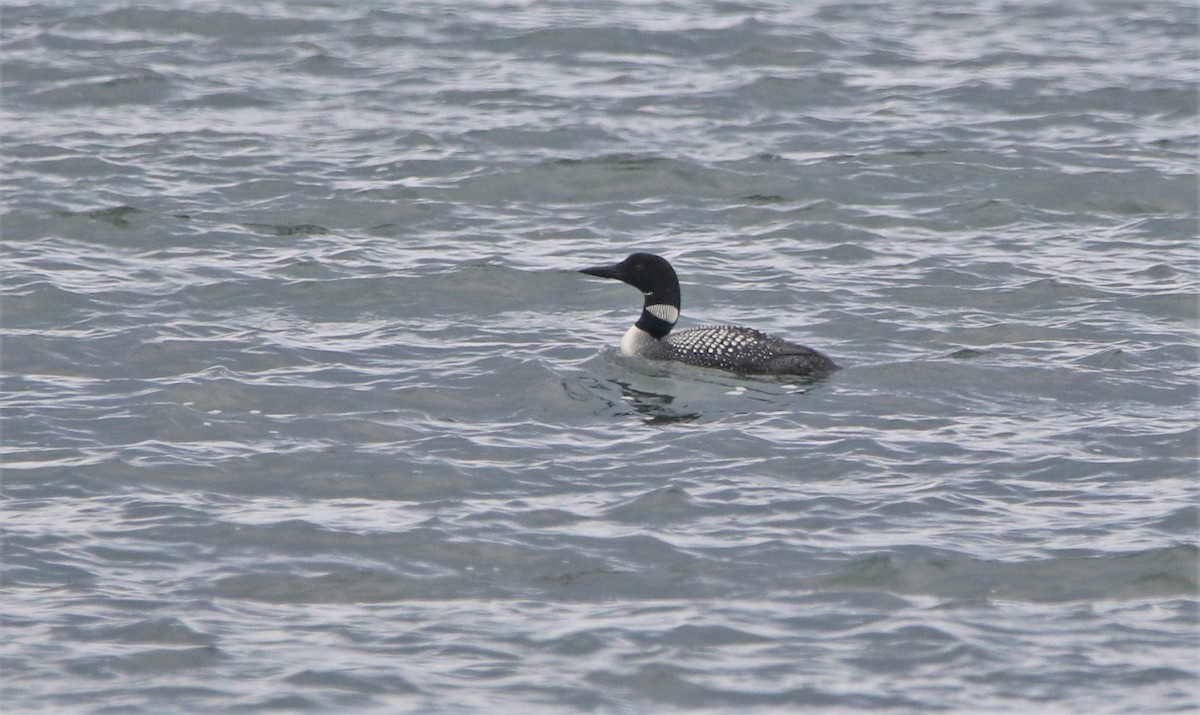 Common Loon - Marie-Josee D'Amour
