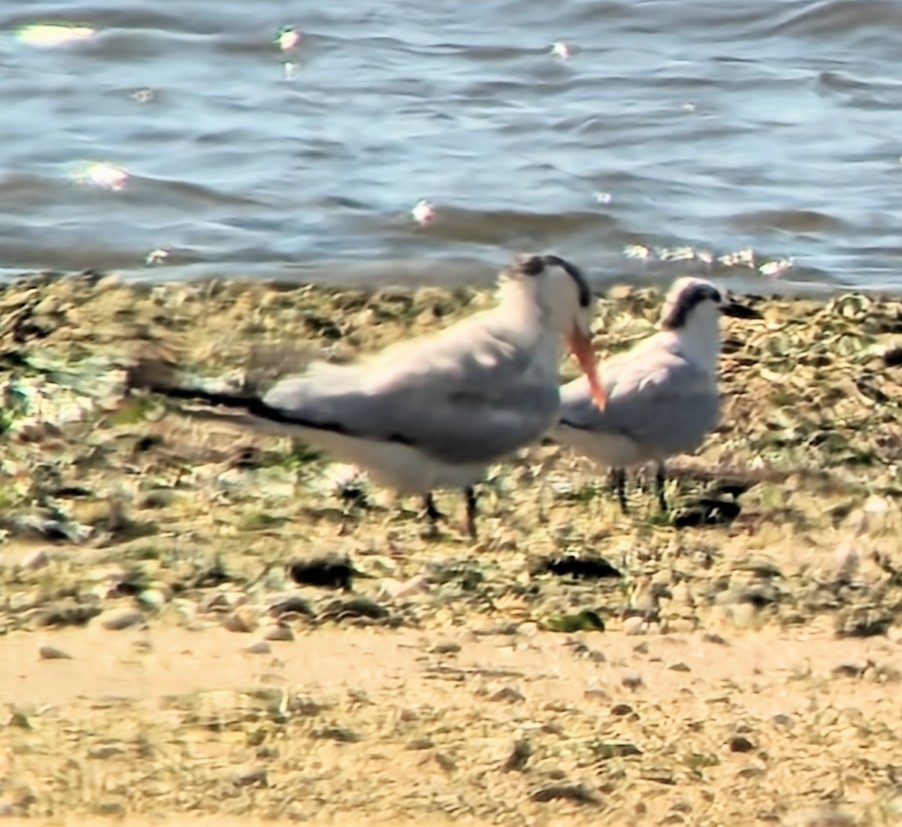 Sandwich Tern - ML608835326