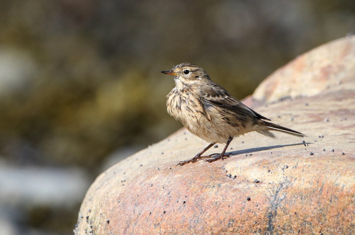 American Pipit - Marie-Josee D'Amour