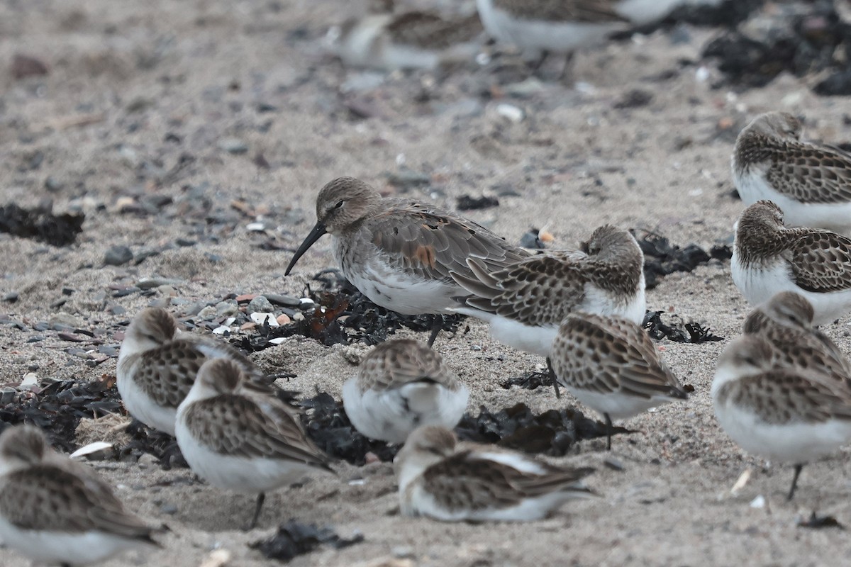 Dunlin - ML608835374