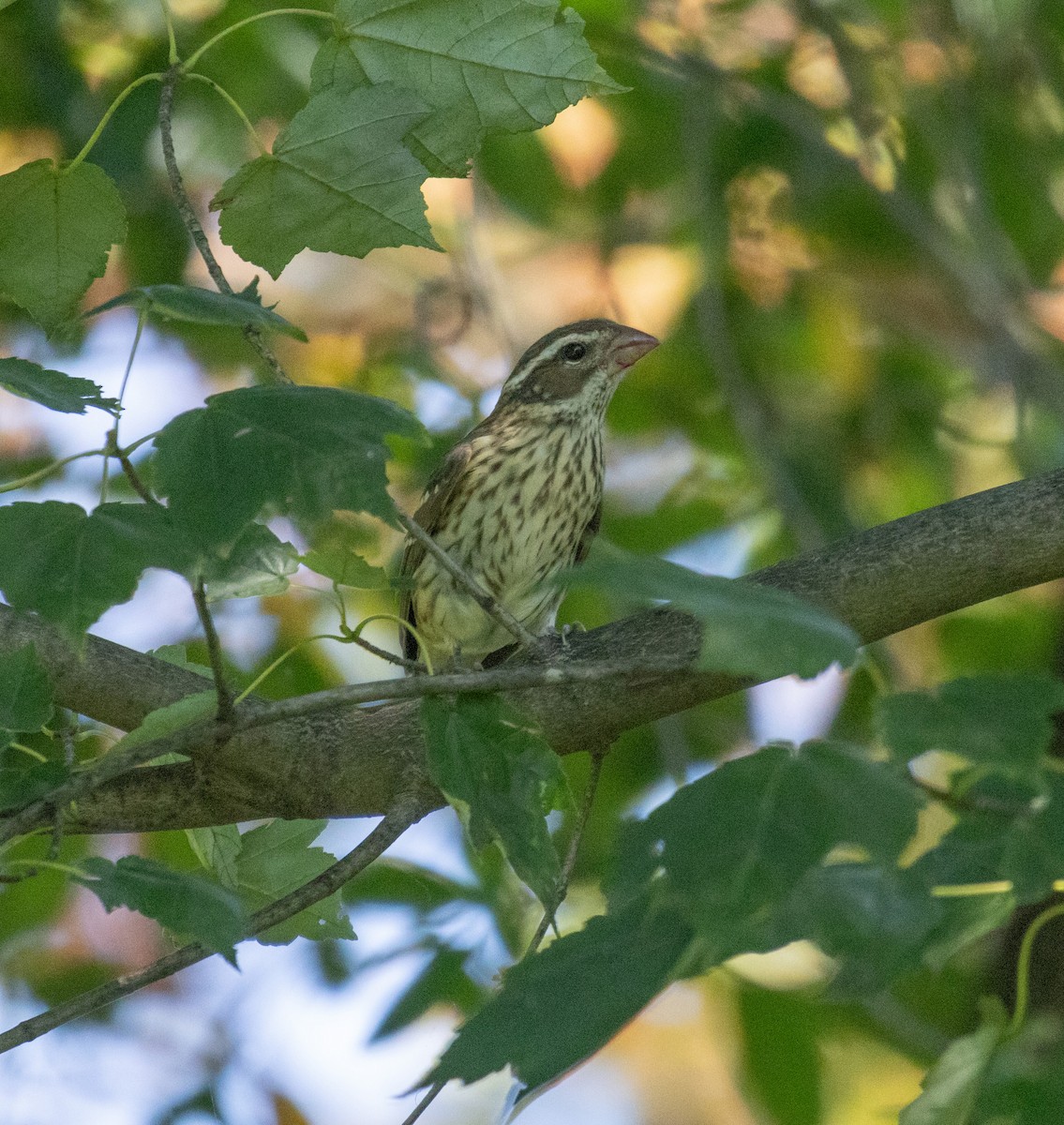 Rose-breasted Grosbeak - ML608835385