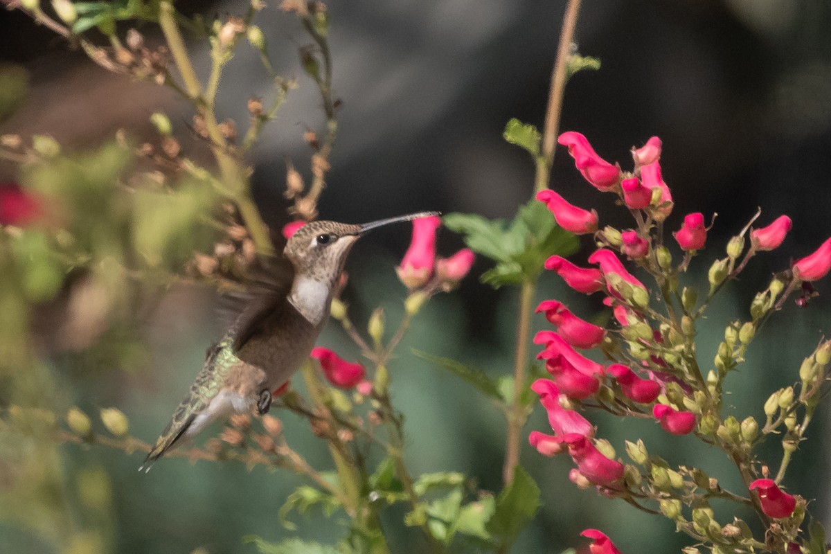 Black-chinned Hummingbird - ML608835404