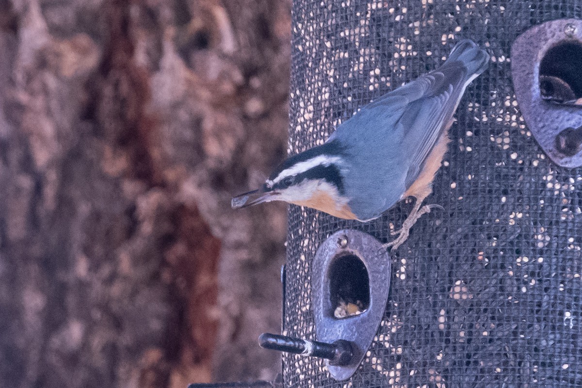 Red-breasted Nuthatch - Dan Ellison