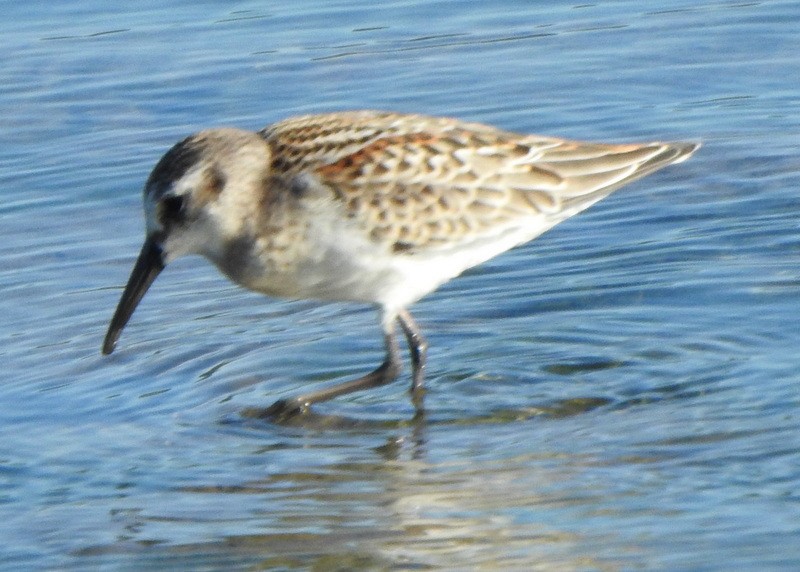 Western Sandpiper - ML608835451